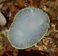 Hudson's Horned Dorid thumbnail 4