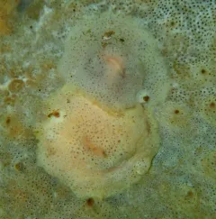 Marsenina stearnsii thumbnail 4