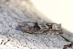 Pseudexentera vaccinii thumbnail 1