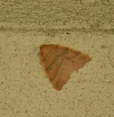 Drepanulatrix falcataria