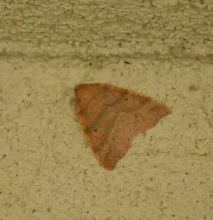 Drepanulatrix falcataria thumbnail 1
