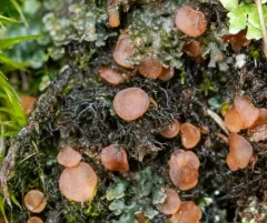Eyed Mossthorns Lichen thumbnail 3
