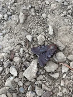 Oregon Dart thumbnail 4