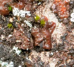 Gloeocapsopsis magma thumbnail 2