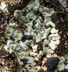 Wahlenberg's Goblin Lights Lichen thumbnail 4