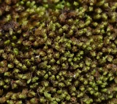 Twisted Grimmia thumbnail 4