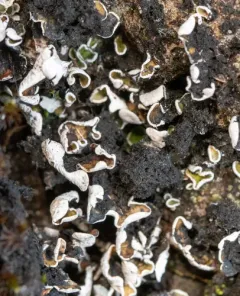 Butterfly Scale Lichen thumbnail 3