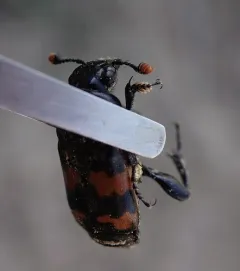 Nicrophorus obscurus thumbnail 1