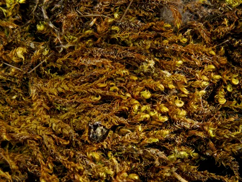 Hygrohypnum styriacum