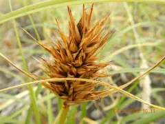 Japanese sedge thumbnail 2
