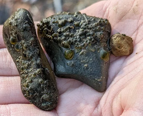 Nostoc verrucosum