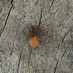 Trabeops aurantiacus thumbnail 3