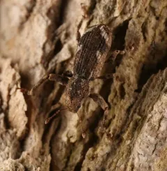 Eastern Diamond-necked Weevil thumbnail 4