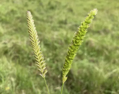 Mediterranean Hair-grass