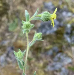 grassy tarweed thumbnail 3
