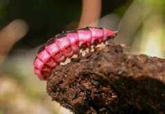 California Pink Glowworm thumbnail 2