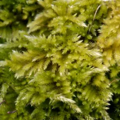 Rough-stalked Feather-moss thumbnail 1