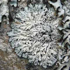 Outward-looking Rosette Lichen thumbnail 4