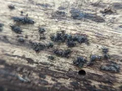 Peroneutypa scoparia thumbnail 1