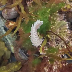 Shag-rug Nudibranch thumbnail 3