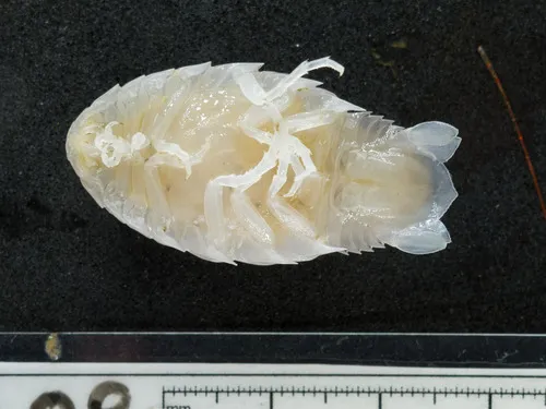 Aegiochus ventrosa