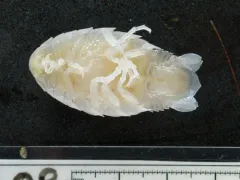 Aegiochus ventrosa thumbnail 1