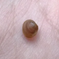 Herrington fingernailclam thumbnail 4