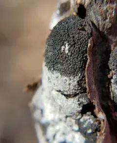Trichothecium roseum thumbnail 3
