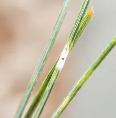 pine needle scale thumbnail 3