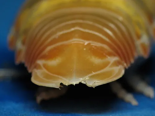 Aega psora
