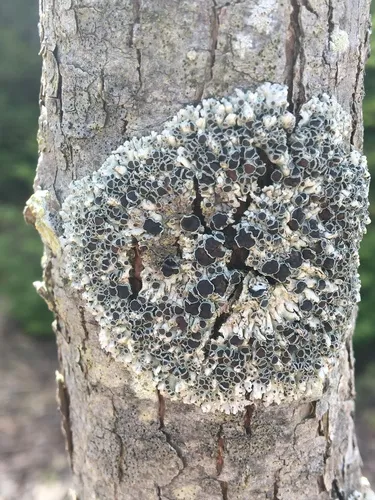 Outward-looking Rosette Lichen