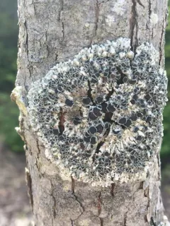 Outward-looking Rosette Lichen thumbnail 1