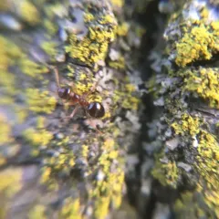 American Winter Ant thumbnail 2