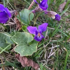 Sweet violet thumbnail 2