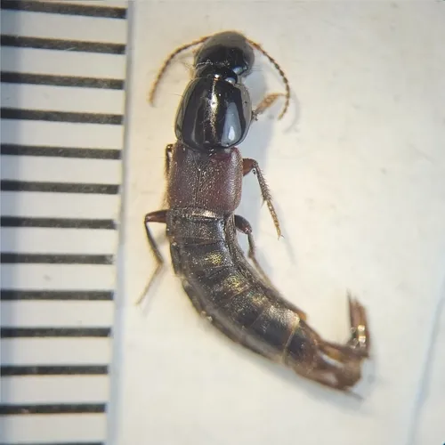 Quedius labradorensis