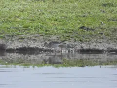 Wood Sandpiper thumbnail 4