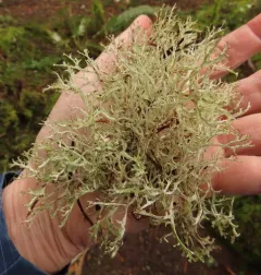 Ribbon Rag Lichen thumbnail 3