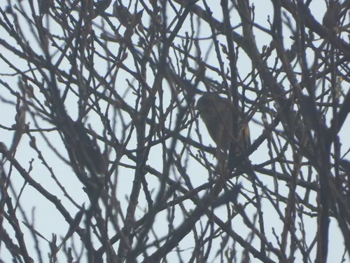 Oriental Greenfinch