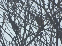 Oriental Greenfinch thumbnail 1