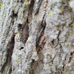 Spring Tree-Top Flasher thumbnail 4