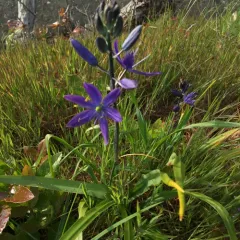 small camas thumbnail 2