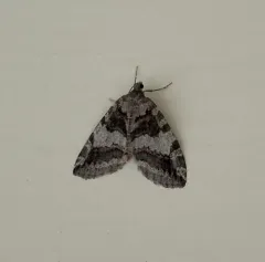Oak Winter Highflier thumbnail 4