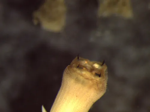 Glycera nana