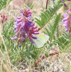 Queen Alexandra’s Sulphur thumbnail 4