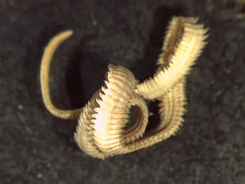 Pilargis berkeleyae