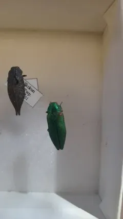 Orange-banded Jewel Beetle thumbnail 2