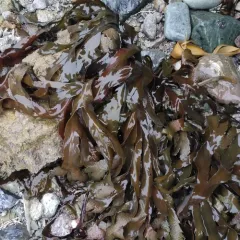 Saw Wrack thumbnail 3