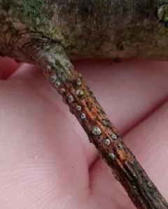 Coccomyces strobi thumbnail 4