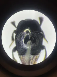 Saprinus lugens thumbnail 2