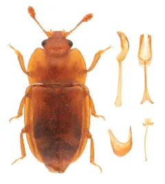 Avaricious Sap Beetle thumbnail 3